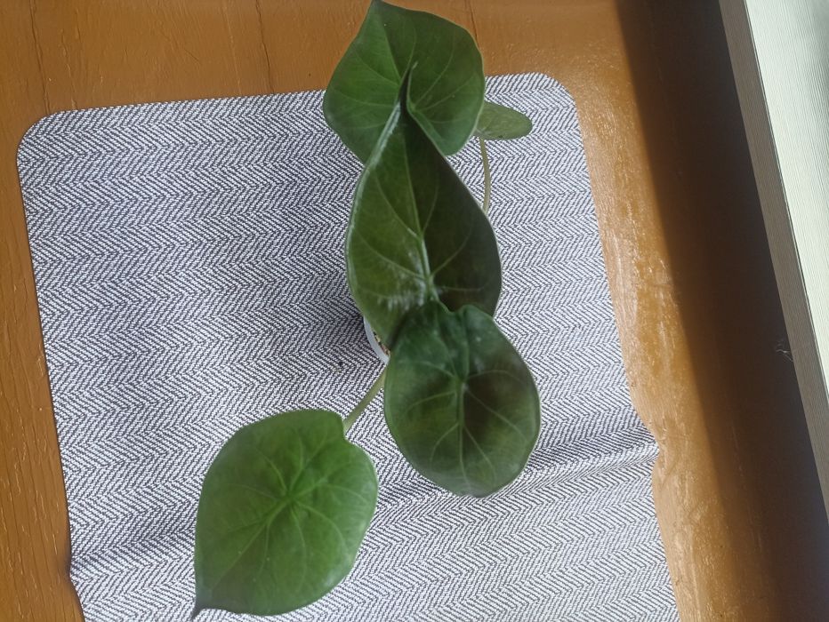 Продаются разные Алоказии