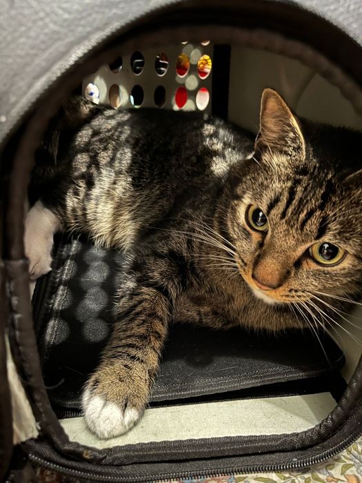 Продам сумку переноску для животных