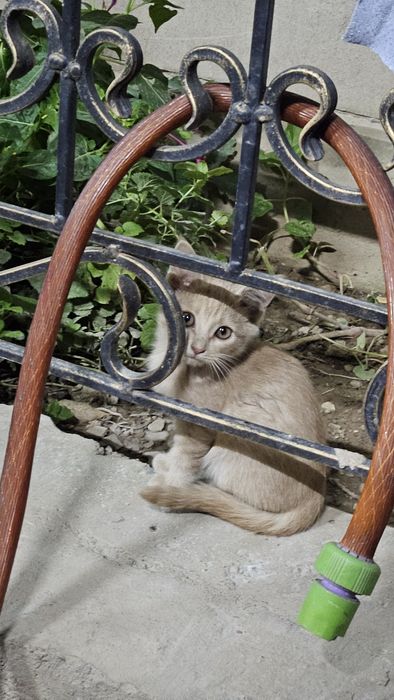 Котят в хорошие руки