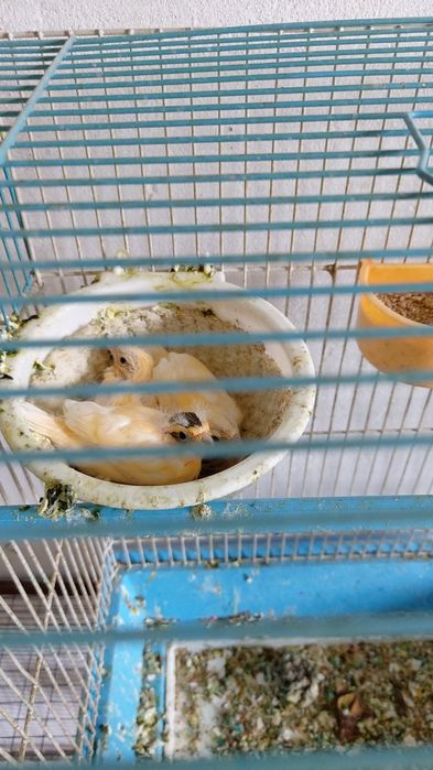 Bir par kanarelalar sotiladi