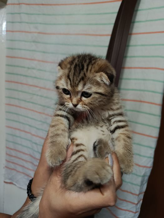 Продаю веслоухие котята