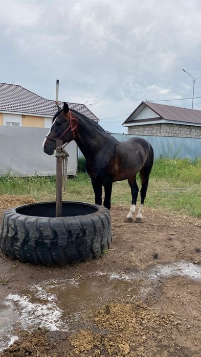 Кокпар ат жеребец