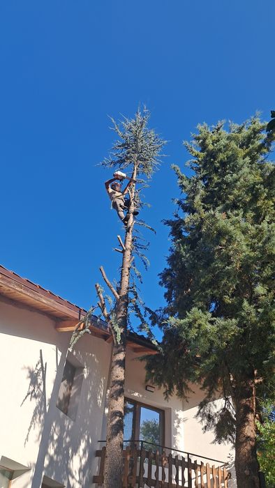 Рязане на опасни дървета кастрене с вишка