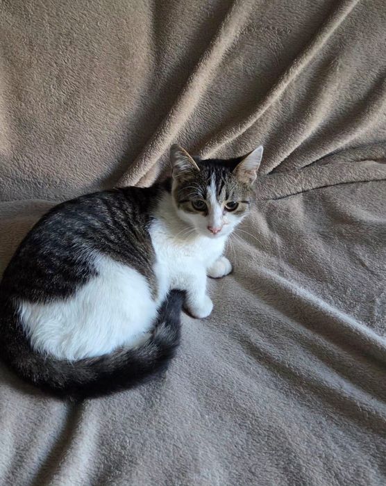 Adoptie pisicute 2 luni