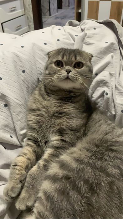 Вязка ( не продается) кушишга