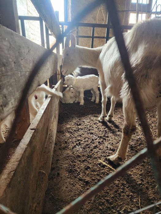 Echki bolalar sotiladi takachala 4dona