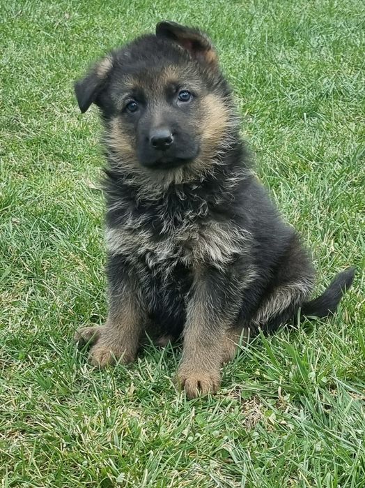 Малки немски овчарки