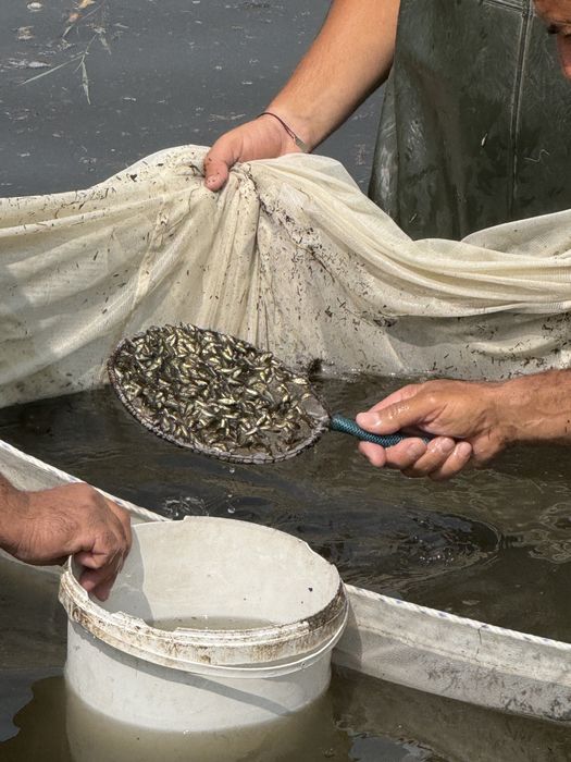 Puiet de crap predezvoltat