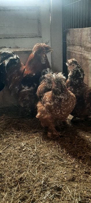 Vand pasari,puișori și ouă de incubat