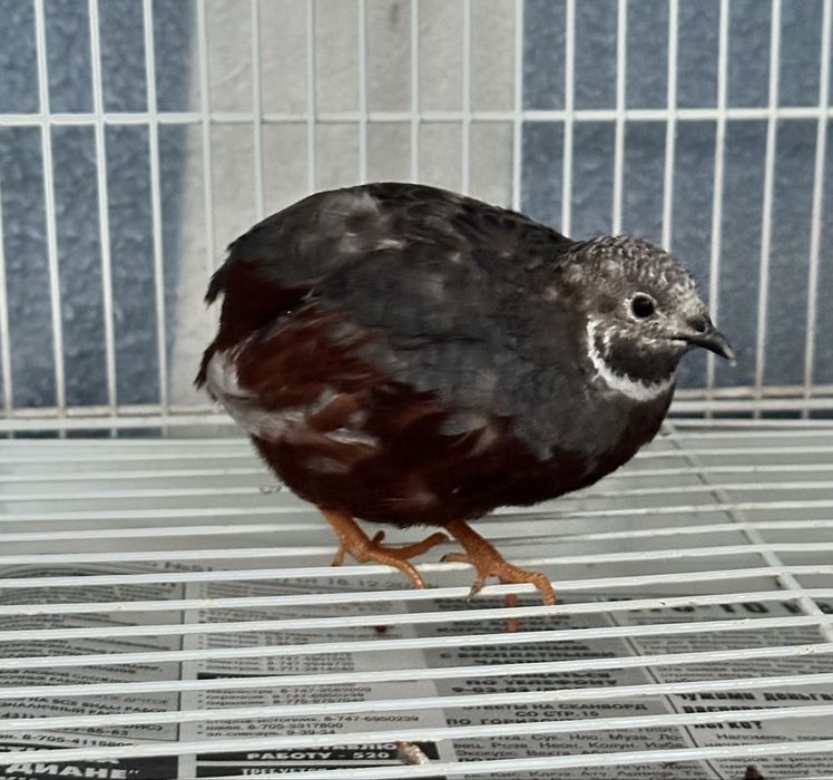 Китайские перепелки