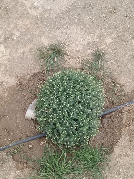 Хейли Смит порно видео