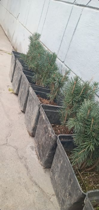 BOĜBONProfi boĝbonprofi