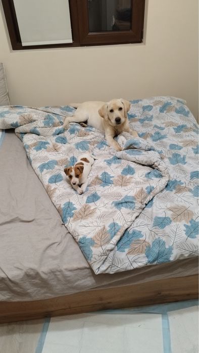 Лабрадор ретривър