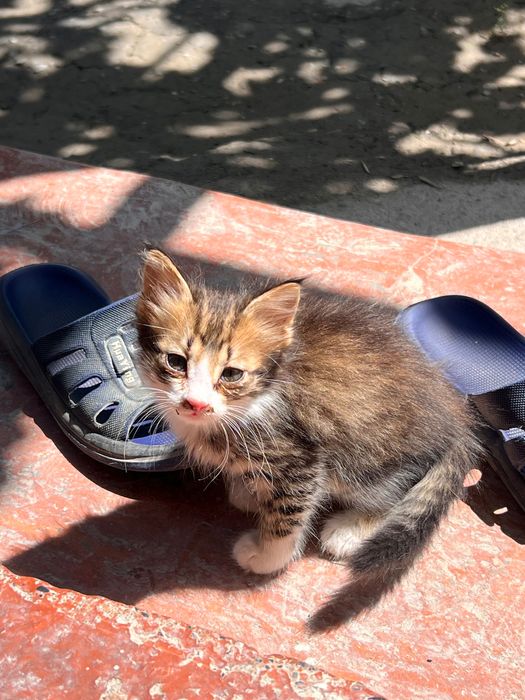 Маленькие котята