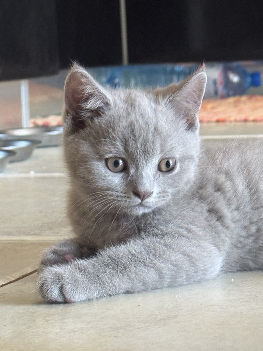 Шотландски клепоухи котенца и едно с прави уши