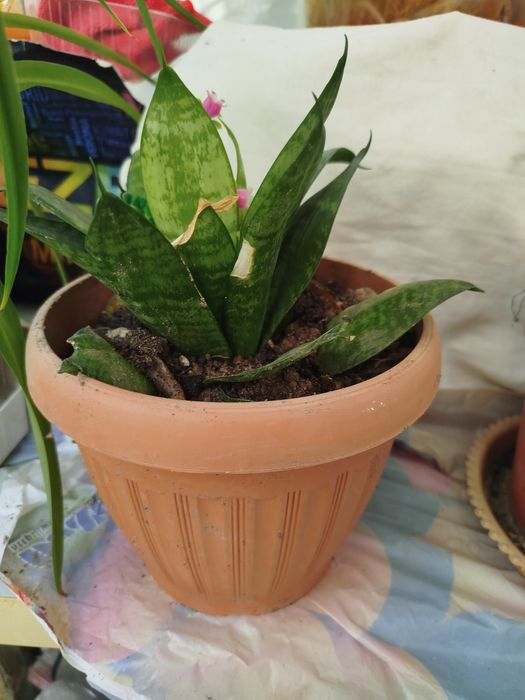 Продам комнатные цветы