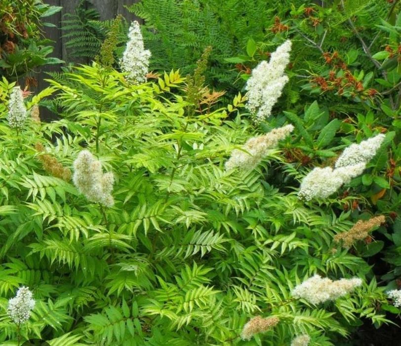 Рябинник крупноцветковый многолетний