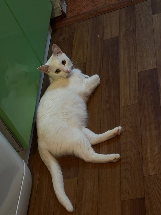 Отдам бесплатно белую кошку
