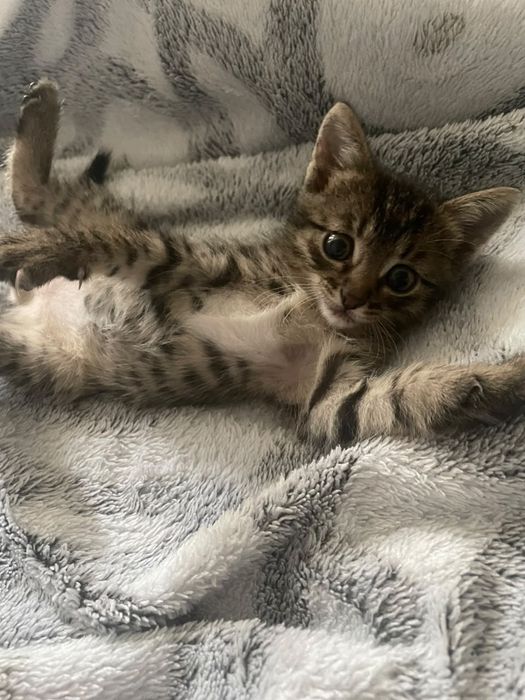 Отдам котенка в очень добрые руки
