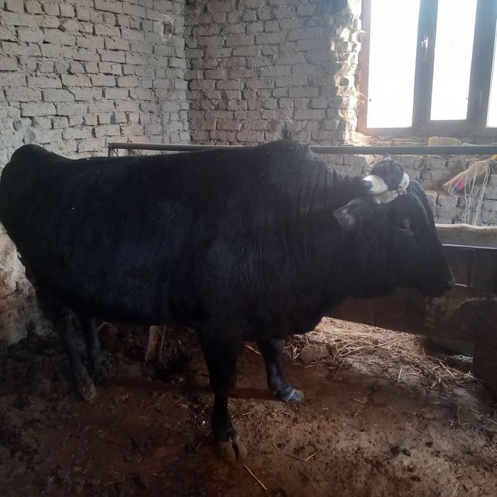 Buqalar sotiladi