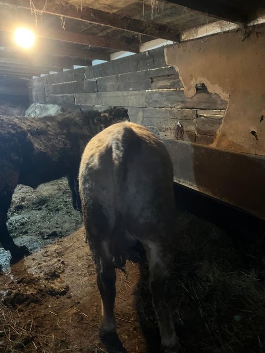 Мясо говядины, молодой бычок