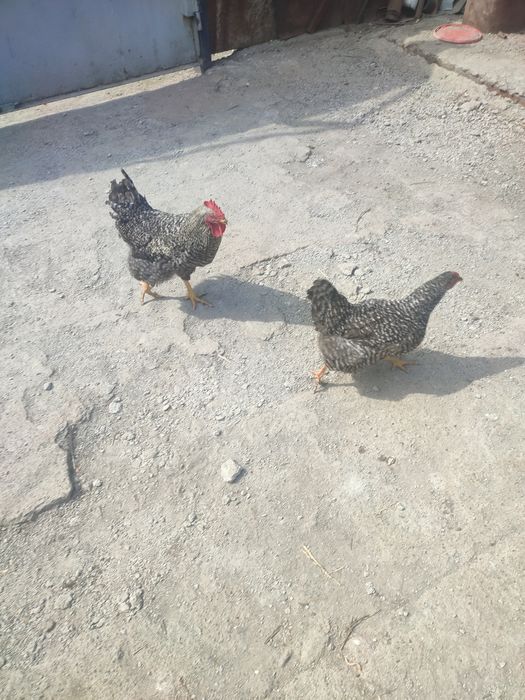 Продам Курей петухов