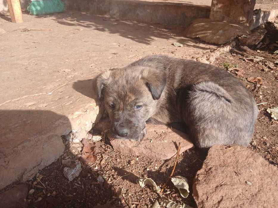 Подарявам малки сладки кученца