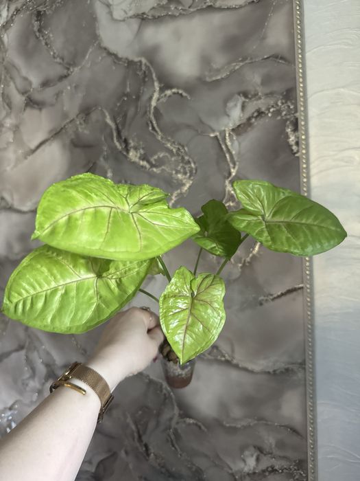 Сингониум Манго Аллюжн