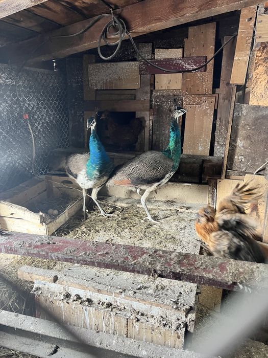 Vand pauni de 6 luni