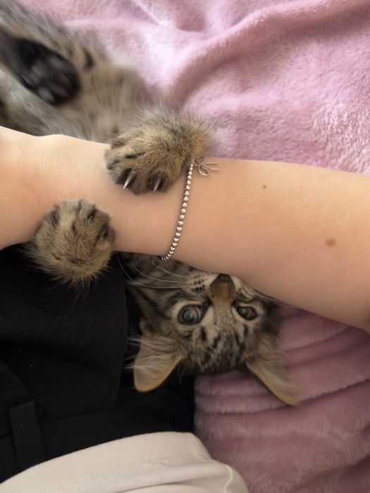 котенок сибирский