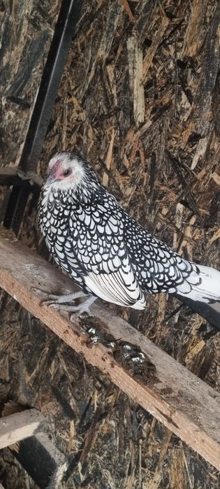 Vând doua perechi de sebright argintiu