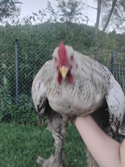 Caută o nouă casuță cocoși brahma