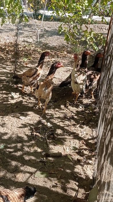 Мокийонлар сотилади хамаси Бир жойда