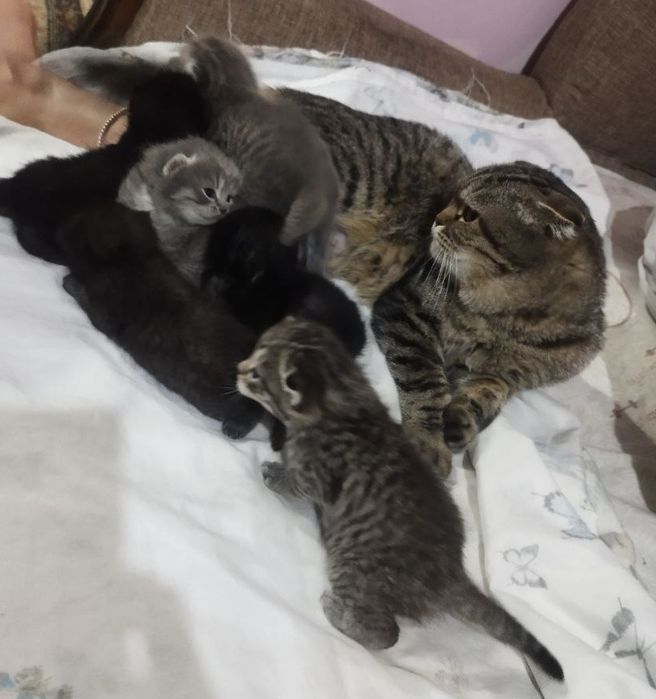 Катеньки продайу