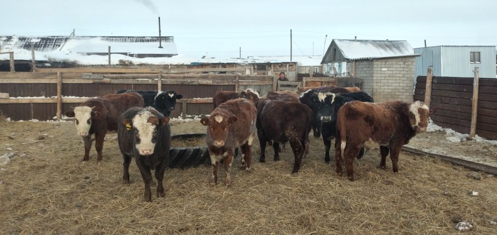 Продаётся быки 12