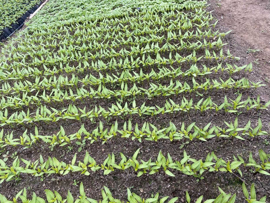 Гул кучатлар, уруглар , гуллар