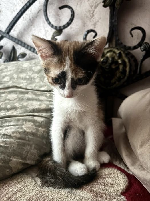 котенок котята в добрые руки