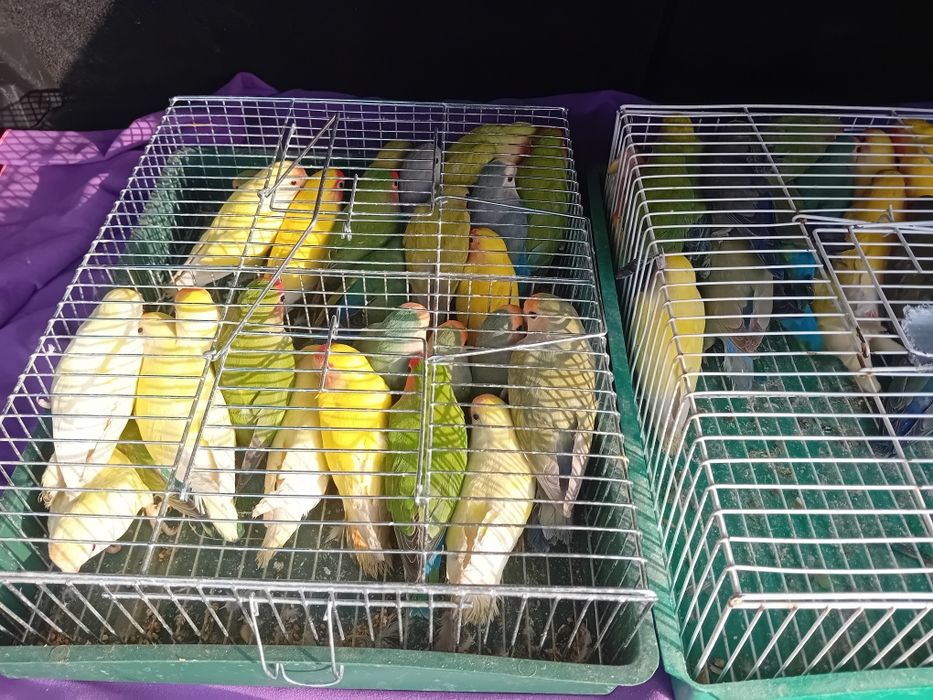 Agaponis Rosencolis toate culorile  75 la angro