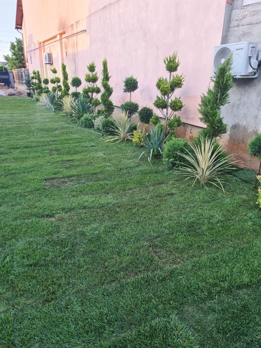 Spirale diferite specii la ofertă