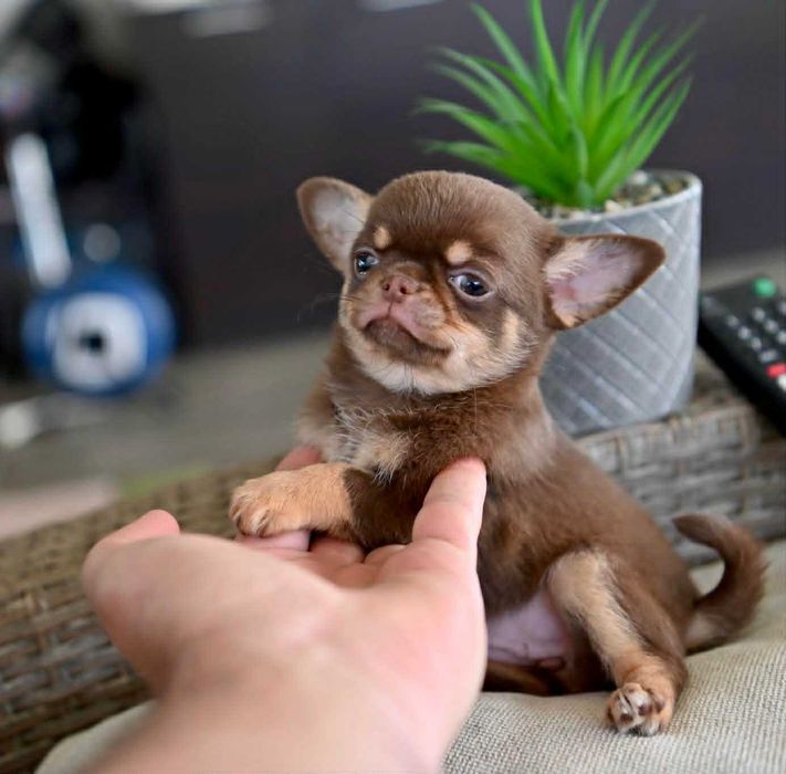 Женско мини чихуахуа шоколадов тен