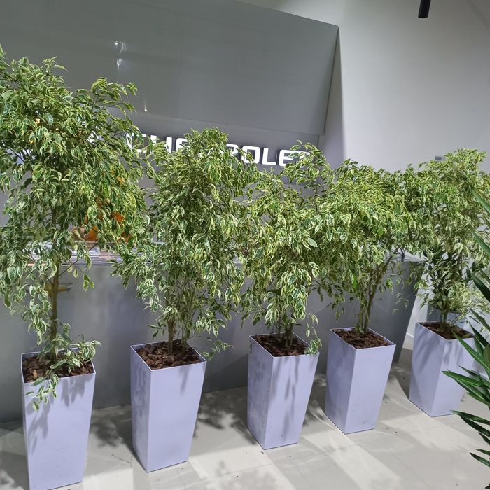 Цветы растения в горшках для офисов гуллар gullar