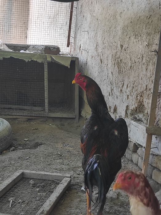 Zotli xoʻroz sotiladi