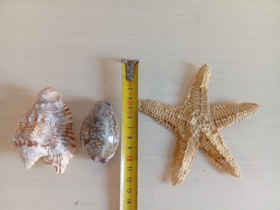 Морская звезда, ракушки