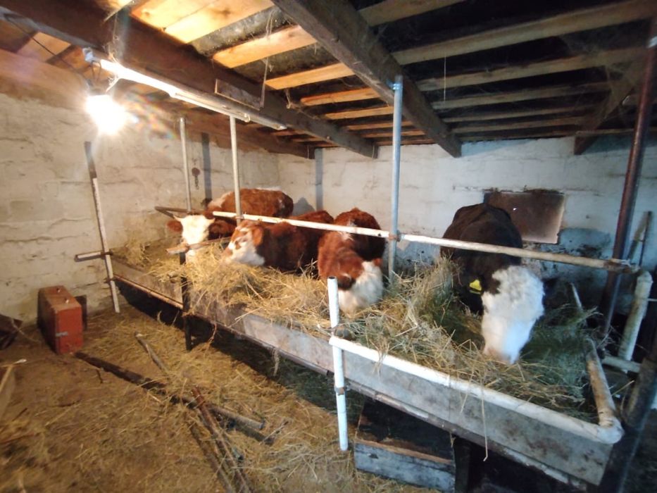 Ірі қара мал сатылады , Симментал.