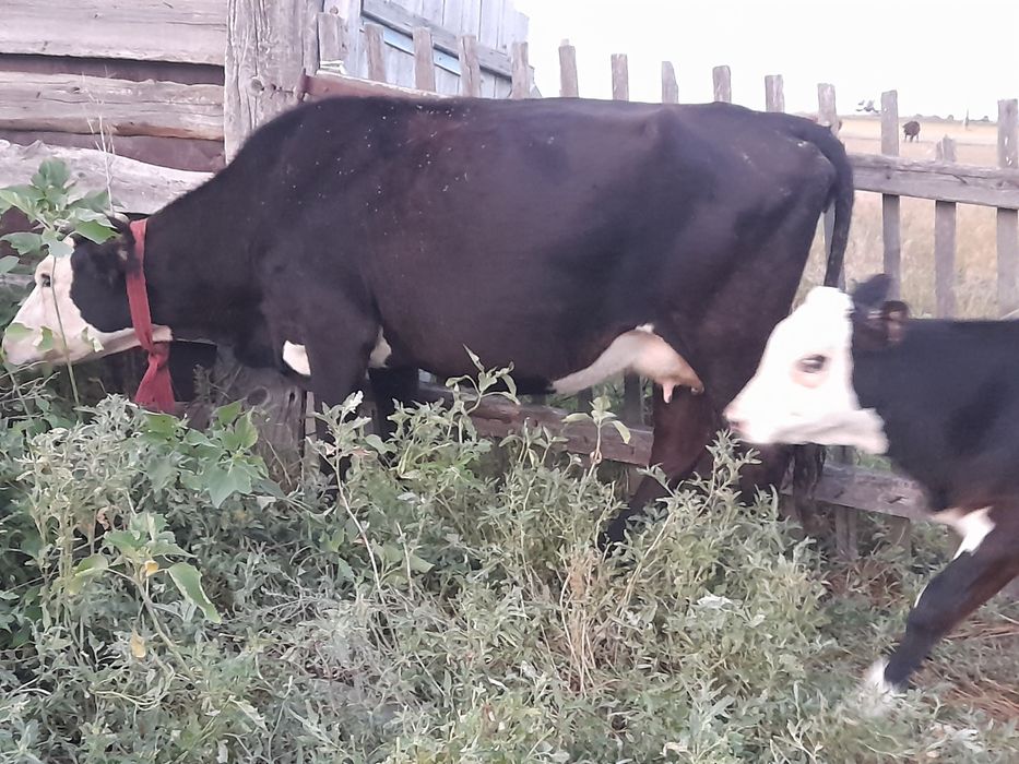 Продам корову с телёнком