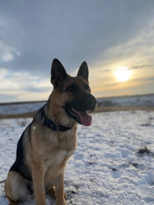 Продается Немецкая овчарка Актобе