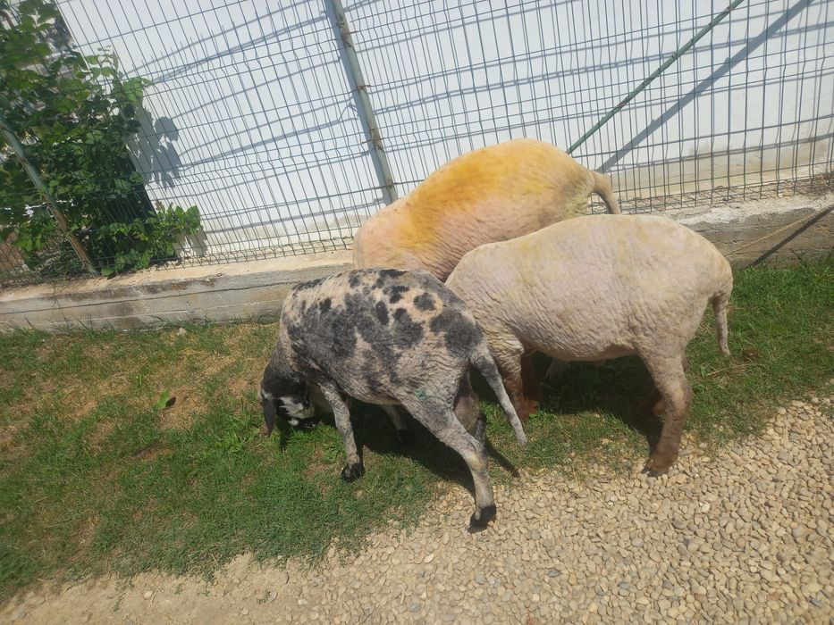 Berbec merinos de palas ruginiu, Berbec tigau florin si Berbec bulgaresc bel