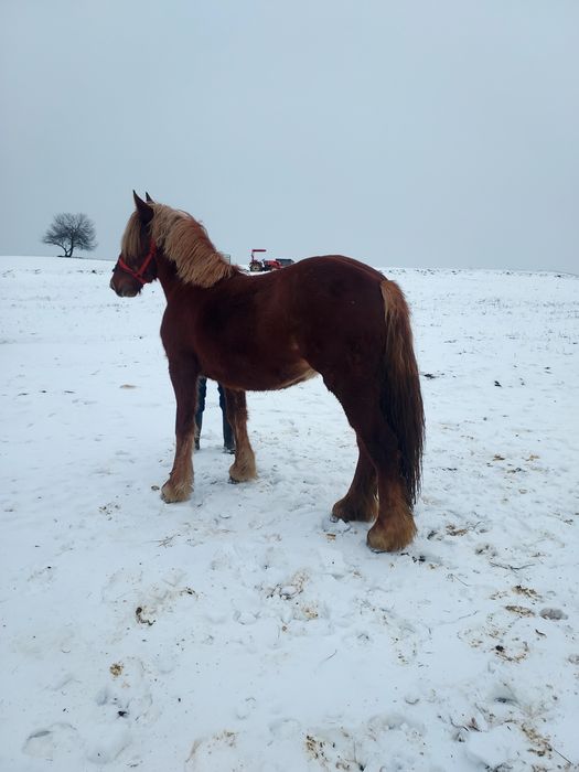 Mânză de vânzare!