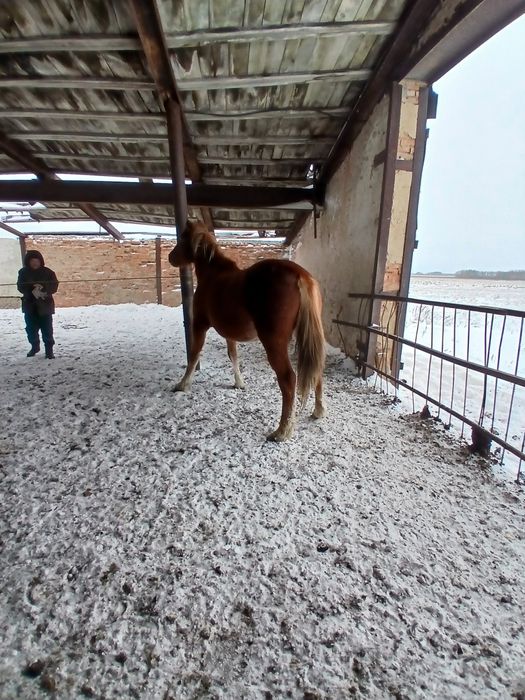 Қабыланған 6 жастағы буаз бие