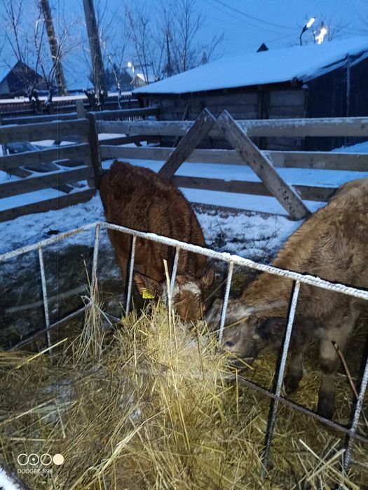 De vînzare 4 vițele